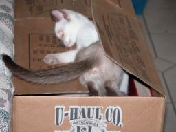 kittens - 071307 33